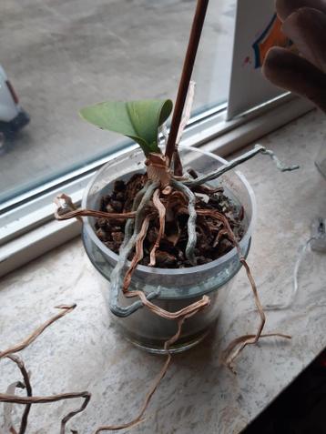 Orchids (1 happy, 1 dying) with glass pots