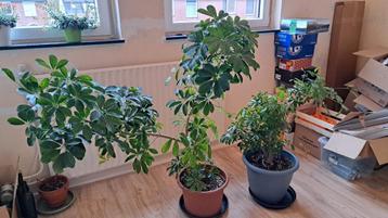 Mooie 2 Schefflera planten in pot