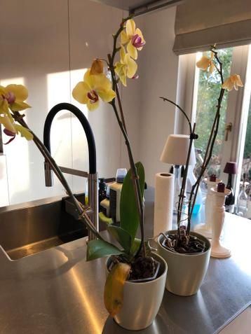 2 gele orchideeën gratis af te halen