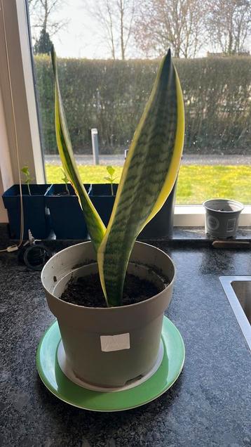 Gratis Sanseveria op te halen