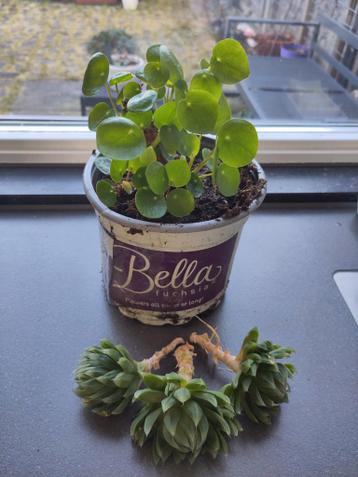 Gratis ophalen - plantjes om te stekken