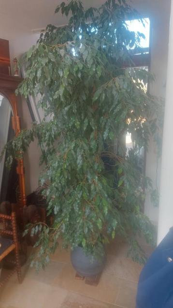 Grote Ficus Benjamin kamerplant (2.3m) zoekt nieuw thuis