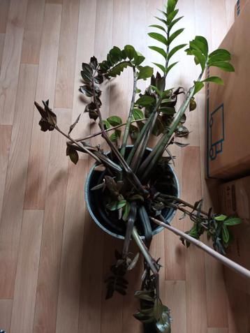 Gratis plant zamioculcas - ik weet niet of ie het redt?