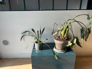 Planten inclusief pot - hebben wat liefde nodig