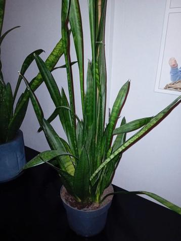 Sanseveria gratis