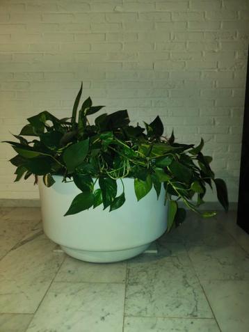 MOET WEG: Grote stenen pot met echte planten