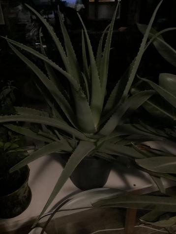 Aloe vera? Graag ruilen tegen een ander leuk klein plantje
