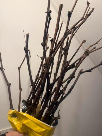 Decoratie takken | Gratis