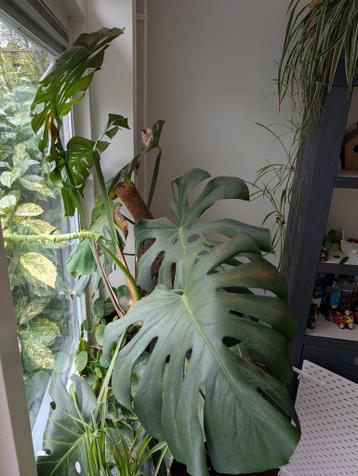 Monstera plant gratis!