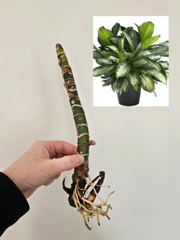 Wil jij deze Aglaonema Silver Bay redden?