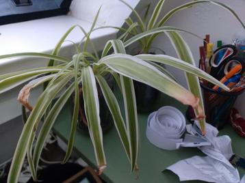 Graslelie in glazen potje