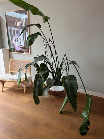 Paradijsvogelplant - Gratis af te halen