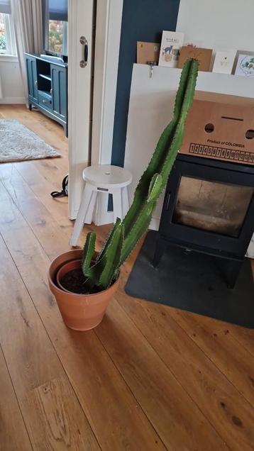 Plant cactus