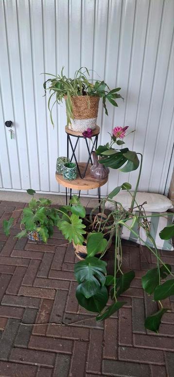 Gratis af te halen. Planten plus tafeltjes en accessoires.