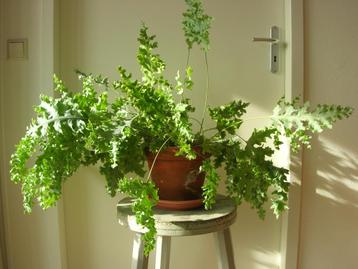 GRATIS: mooie, grote zinkvaren