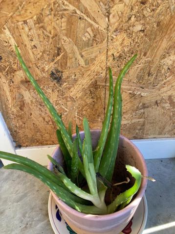 Gratis afhalen stekjes van Aloe Vera