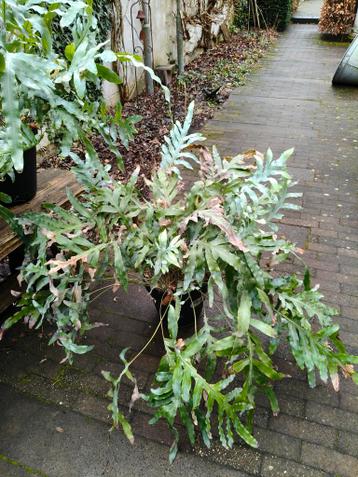 Gratis Blauwvaren 2 x