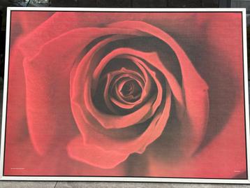 Schilderij Ikea roos