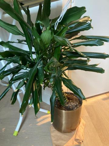 Dracaena plant