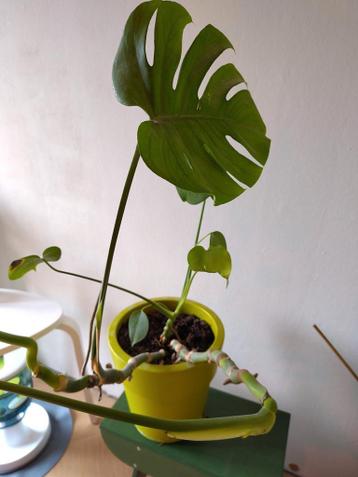 Monstera gatenplant gratis