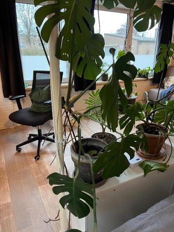 Verschillende formaten planten - GRATIS