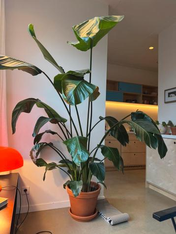 Grote plant met pot - gratis af te halen