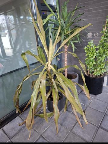 Gratis kamerplant - mega dracaena 170 cm hoog