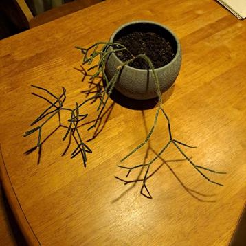 Gratis af te halen: Hangende cactus (exclusief pot)