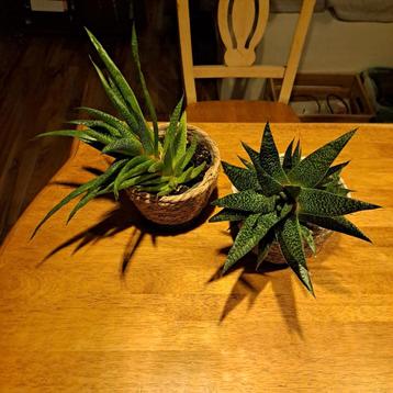 Gratis af te halen: 2 Vetplanten