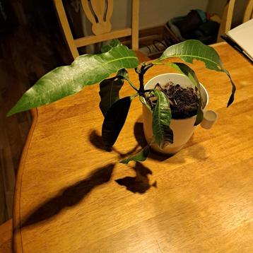 Gratis af te halen: Mangoplant – exclusief pot