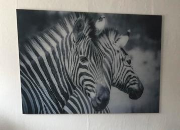 Glazen schilderij zebra's - 120x80cm