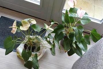 GRATIS!  Kamerplanten