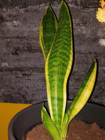 Kamerplant voor de liefhebber