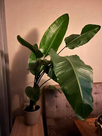 Strelitzia kamerplant