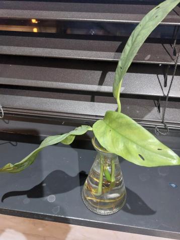 Stek epipremnum cebu blue gratis