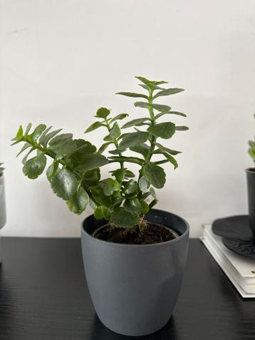 Gratis klein plantje met pot aangeboden