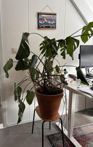 Plant - gratis af te halen!