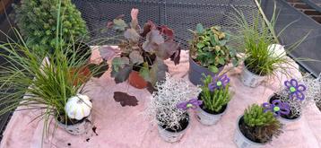 Kamerplantjes voor studenten.