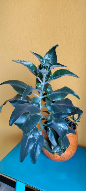 Kalanchoe daigremontiana - Moeder van duizenden