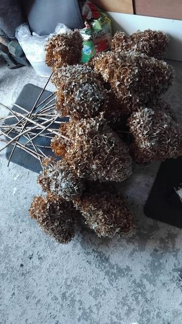 Droogbloemen pluim hortensia's