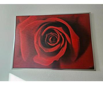 Groot schilderij - Rode Roos 140x100