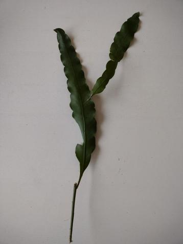 Stek epiphyllum oxypetalum. Afhalen graag op 26 februari