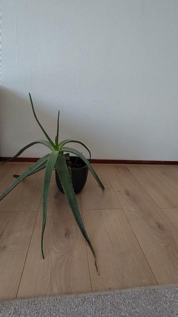 Aloe Vera plant