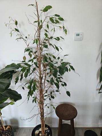 Gratis Ficus Benjamin plant