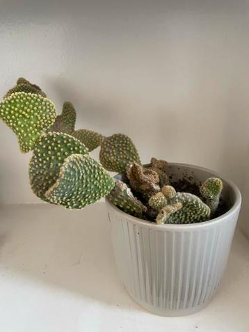 Cactus met pot - Gratis voor plantenliefhebber!