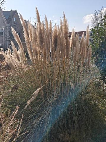 Pampasgras takken voor decoratie!