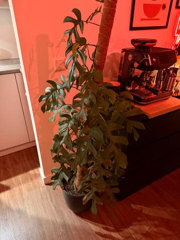 Grote Monstera zonder pot
