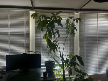 Witte lamellen 3 stuks - 190x118 cm