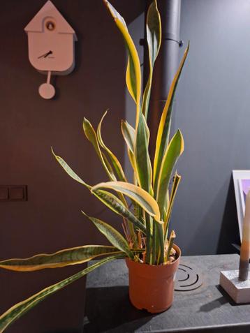 Vrouwentong zoekt nieuw liefdevol huis