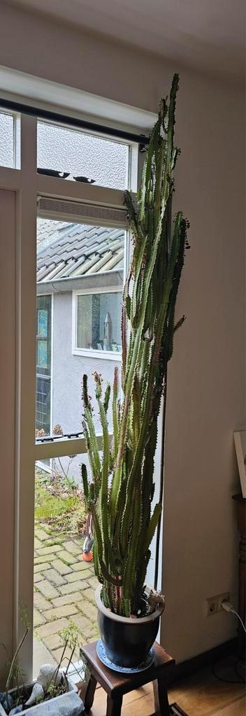 Afrikaanse melkboom, Euphorbia Trigona
